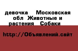 девочка  - Московская обл. Животные и растения » Собаки   